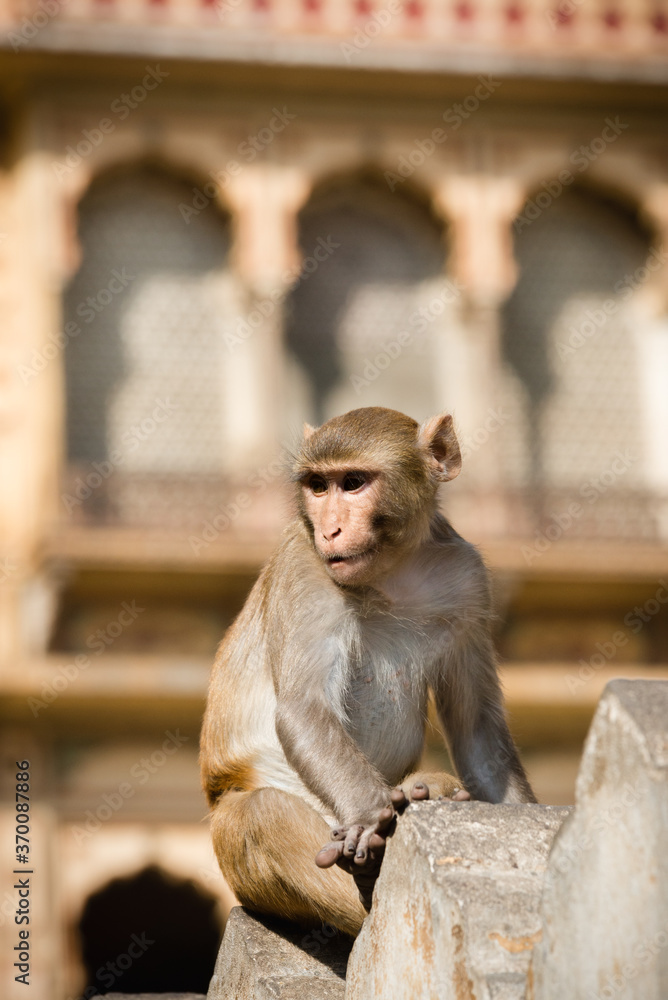 Portrait of Indian monkey at a temple in Jaipur