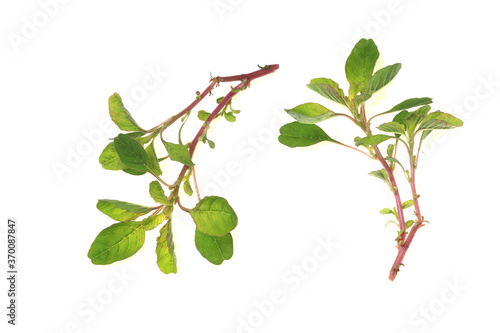 Wallpaper Mural green leaf. isolated on white background .selective focus Torontodigital.ca