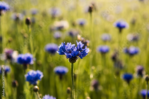 The beautiful blue Cornflower in garden.