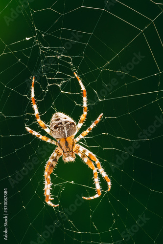 European garden spider, diadem spider, orangie, cross spider or crowned orb weaver in its web close up against Green Background