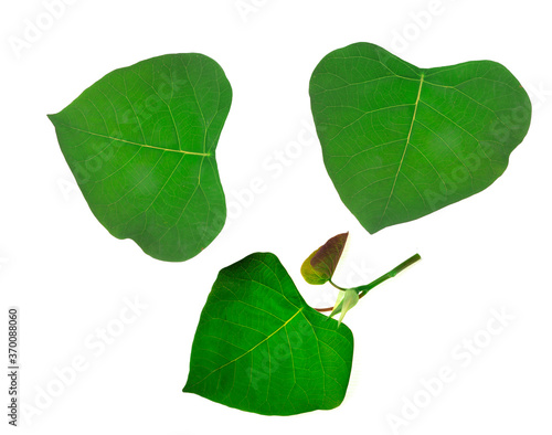 green leaf. isolated on white background .selective focus