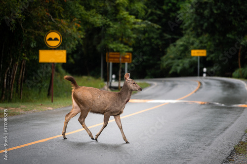 A young deer or antelope is cross walking an asphalt road with natural environment background. Animal and wildlife action photo. photo