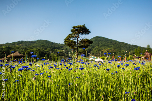Fototapeta Naklejka Na Ścianę i Meble -  The beautiful blue Cornflower in garden.