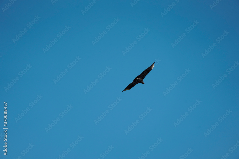 flying Vulture bird in the sky