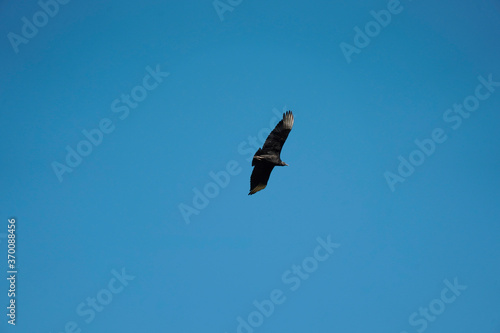 flying Vulture bird in the sky