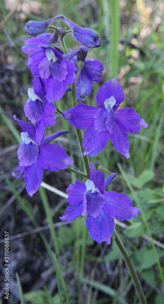 Low Larkspur (Delphinium bicolor) purple wildflower in Big Belt Mountains, Montana