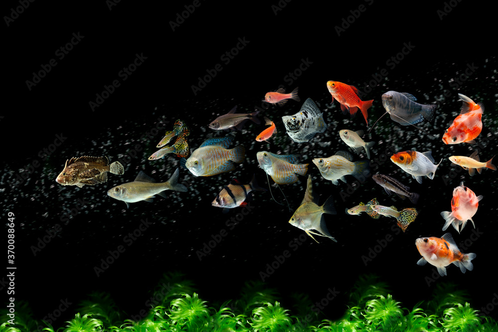 Collection freshwater aquarium pet fish with water bubbles and water plants