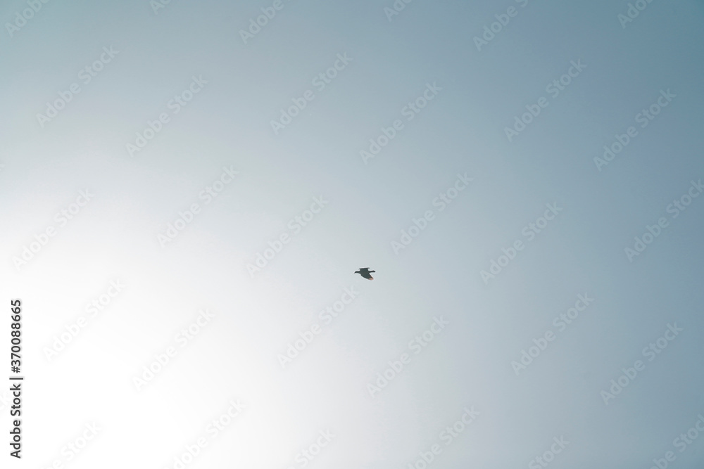 Fototapeta premium flying birds in the sky