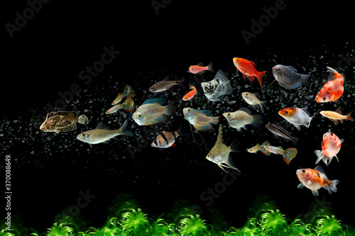Obraz na płótnie Collection freshwater aquarium pet fish with water bubbles and water plants w salonie
