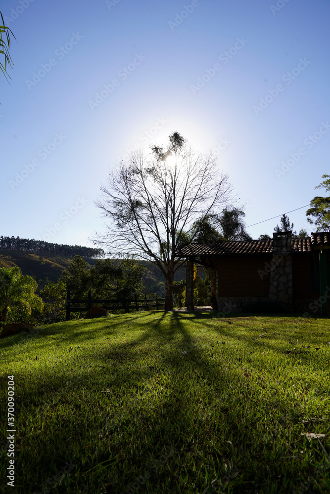 Fototapeta premium Tree and house in the woods