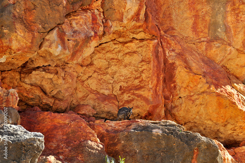 Endangered rock wallaby sitting high on a rocky ledge