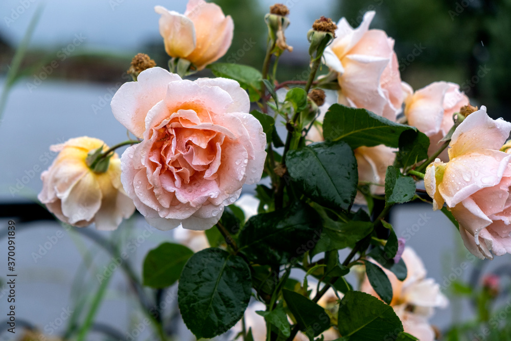 roses in the garden roses in the garden