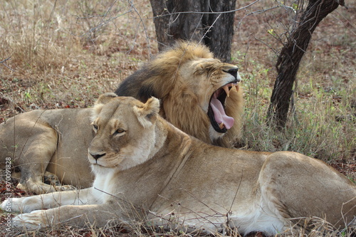 Lion, Kapama Game Reserve, South Africa.