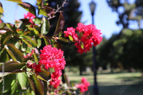 pink flowers in the garden