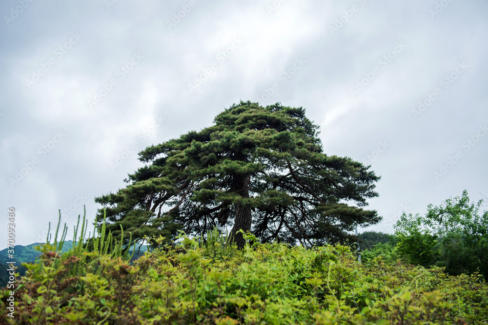 Fototapeta premium Wonderful isolated Pine tree and branch in garden, back ground blue sky.