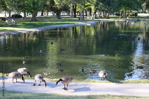 Wallpaper Mural ducks on the lake Torontodigital.ca