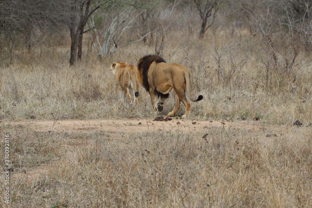 Naklejka premium Lion, Kapama Game Reserve, South Africa.