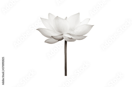 lotus flower black and white isolated on white background.
