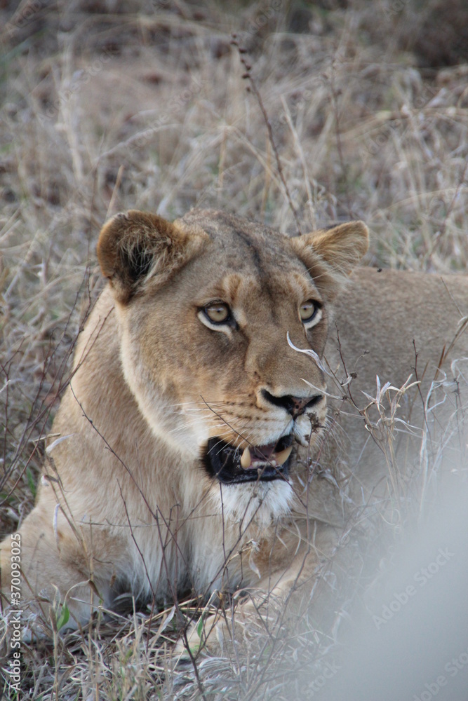 Obraz premium Lion, Kapama Game Reserve, South Africa.