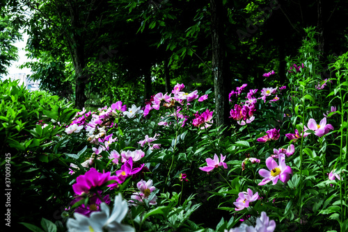Fototapeta Naklejka Na Ścianę i Meble -  The beautiful isolated Peony flower in garden.