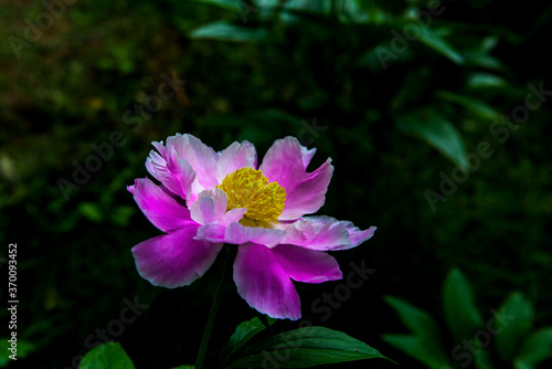 The beautiful isolated Peony flower in garden.
