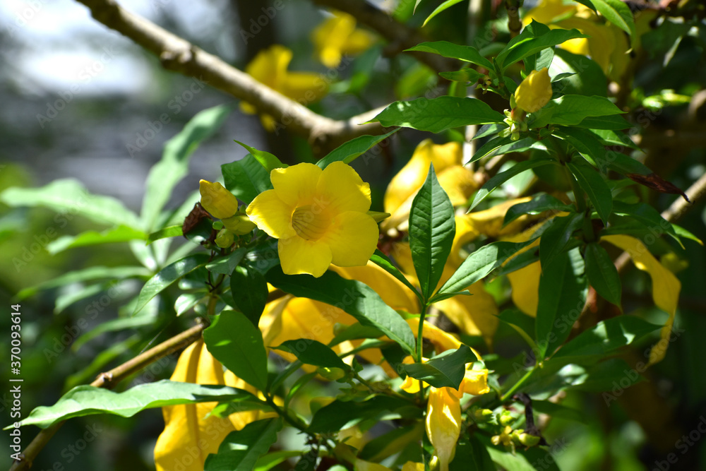 ヒメアリアケカズラの黄色の花 日本の大船フラワーセンター Stock Photo Adobe Stock ヒメアリアケカズラの黄色の花 日本の大船フラワーセンター Stock Photo Adobe Stock