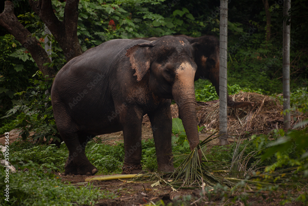 Obraz premium Elephans in jungle - eating palm leaves - Koh Samui Island Thailand