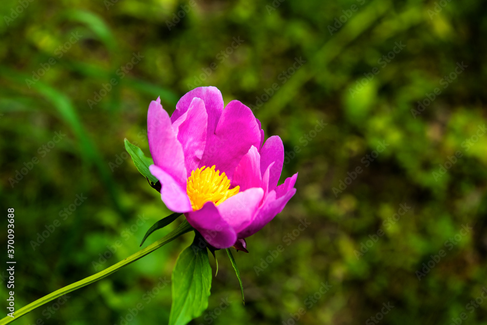 The beautiful isolated Peony flower in garden. The beautiful isolated Peony flower in garden.