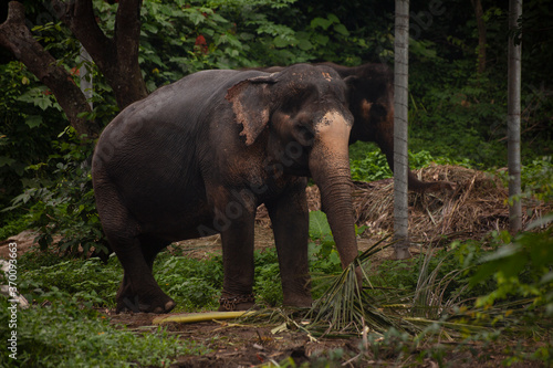 Elephans in jungle - eating palm leaves - Koh Samui Island Thailand