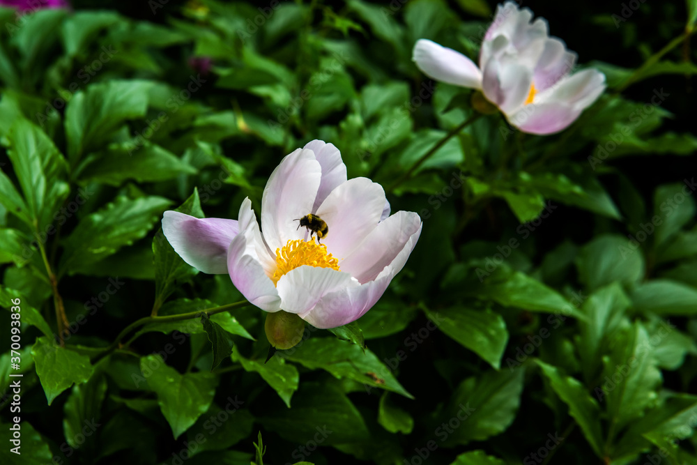 The beautiful isolated Peony flower in garden. The beautiful isolated Peony flower in garden.