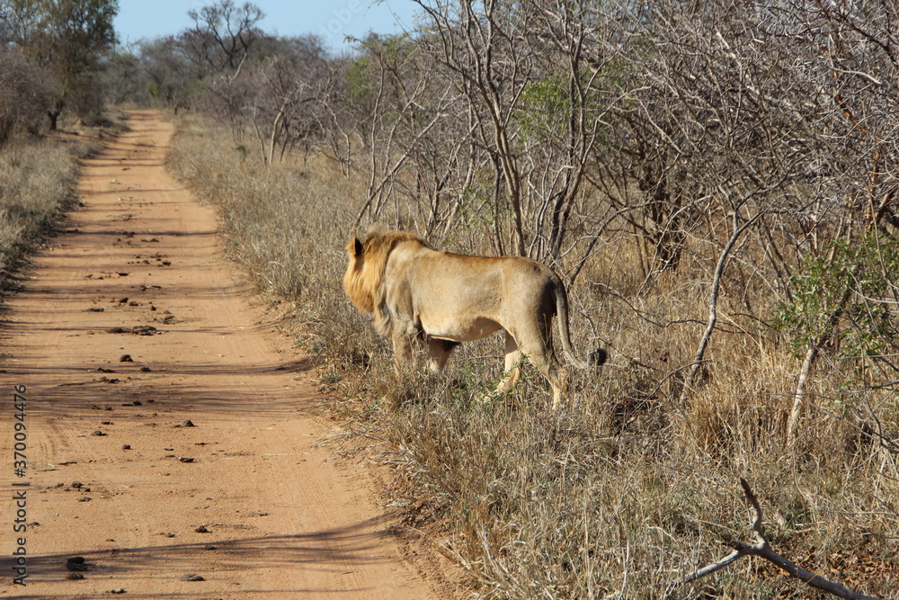 Lion, Kapama Game Reserve, South Africa. Lion, Kapama Game Reserve, South Africa.