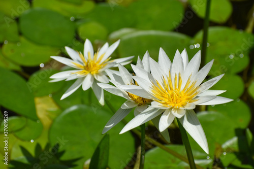 水辺で咲く熱帯睡蓮 ミセス Ｇ．Ｈ．プリングの白色の花
