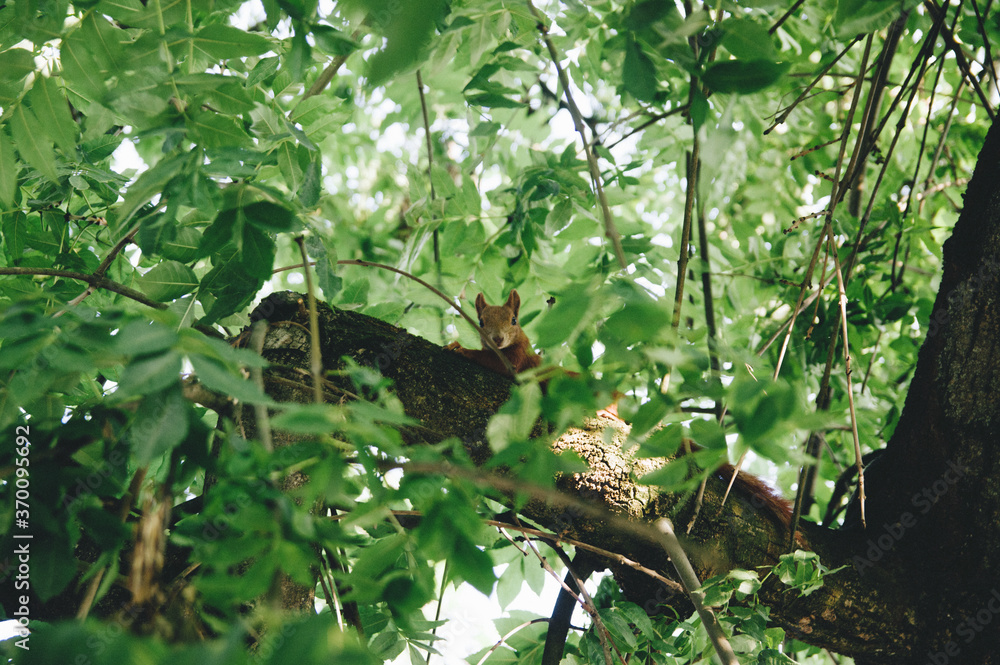 Mała wiewiórka siedząca na gałęzi