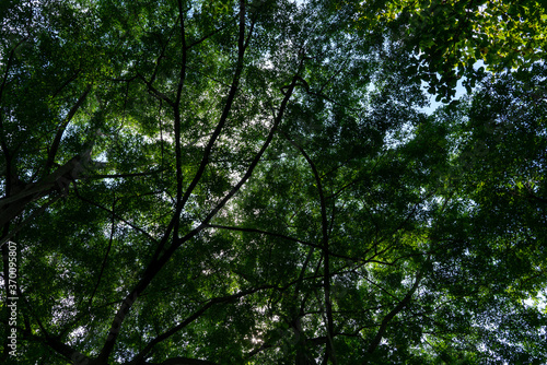 trees and sky