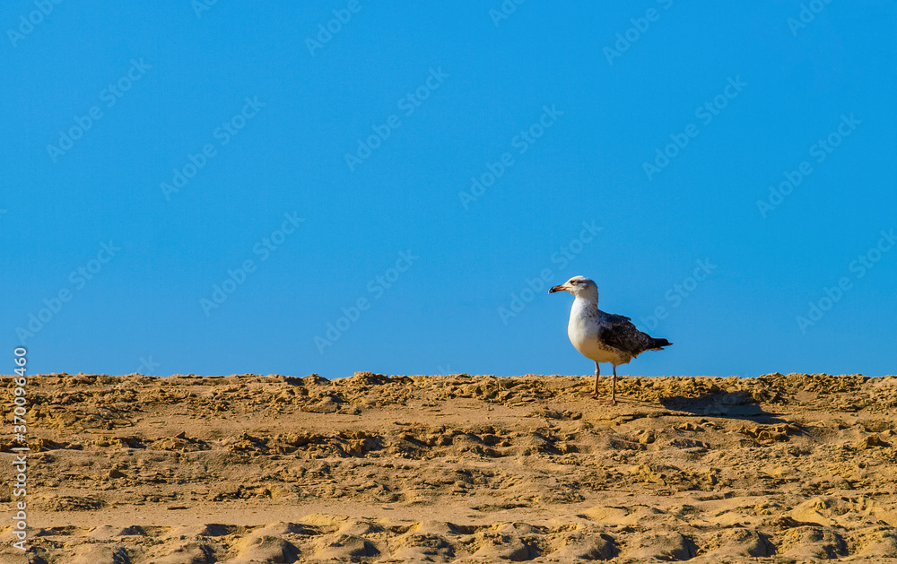 Seagull standing on the sand of a beach in Tavira, Portugal Seagull standing on the sand of a beach in Tavira, Portugal