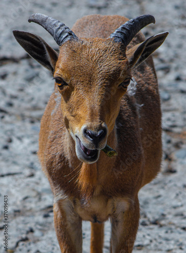 Young Barbary sheep eating and looking straight into the camera