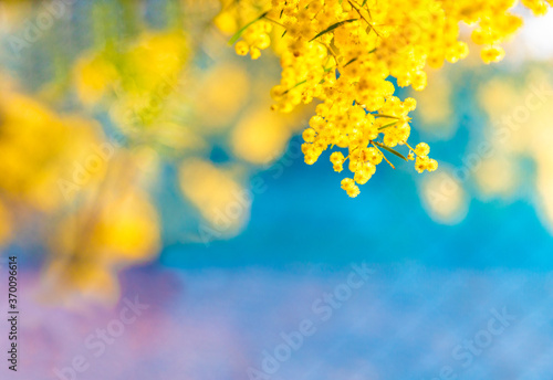 Фотография Blossoming of Australian wattle tree (Acacia pycnantha, golden wattle) close up in spring, bright yellow flowers against blue background