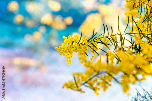 Cuadro en lienzo Blossoming of Australian wattle tree (Acacia pycnantha, golden wattle) close up in spring, bright yellow flowers against blue background