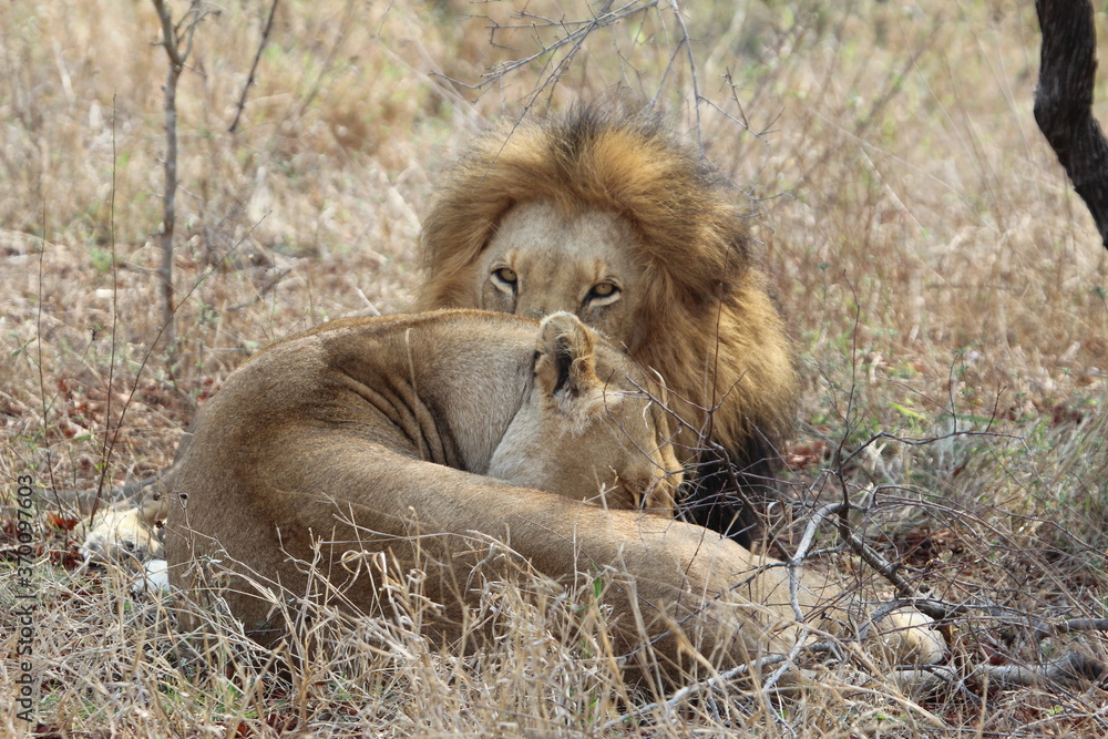 Lion, Kapama Game Reserve, South Africa.