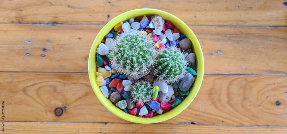 Cactus in yellow pots and multicolored stones Cactus in yellow pots and multicolored stones