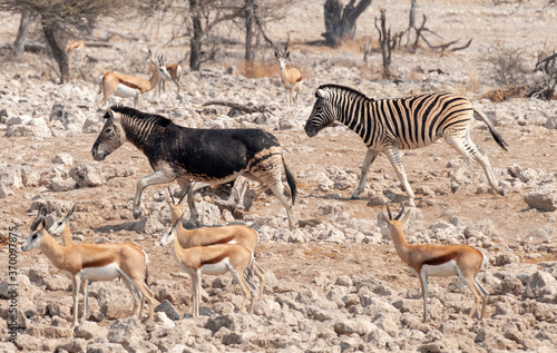 Fototapeta Naklejka Na Ścianę i Meble -  Etosha National Park, Namibia, Africa, A rare black Zebra