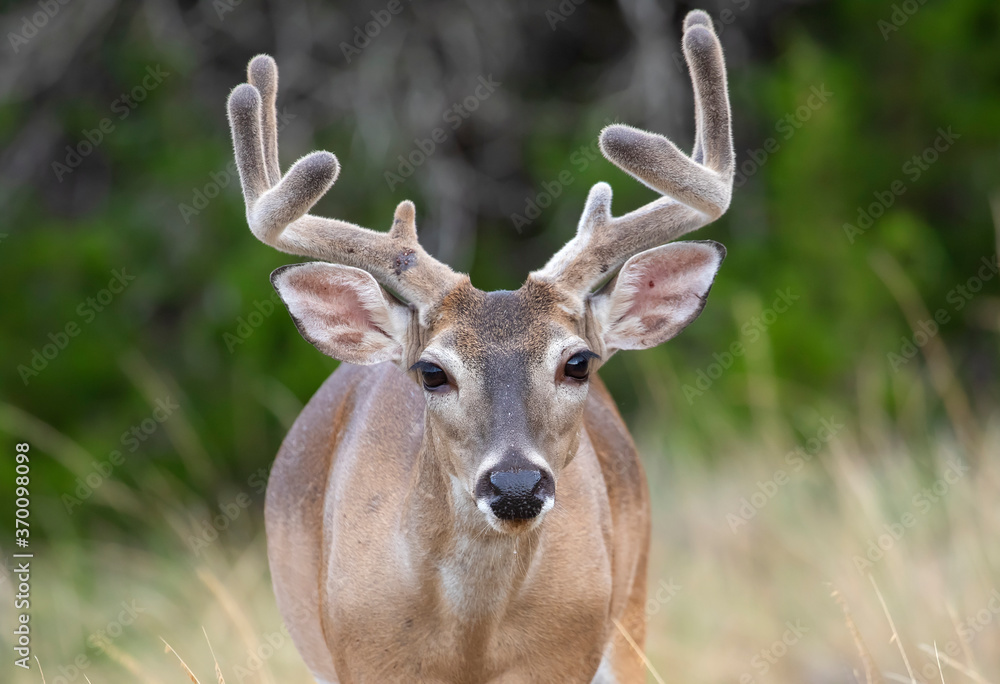 White-tailed buck White-tailed buck