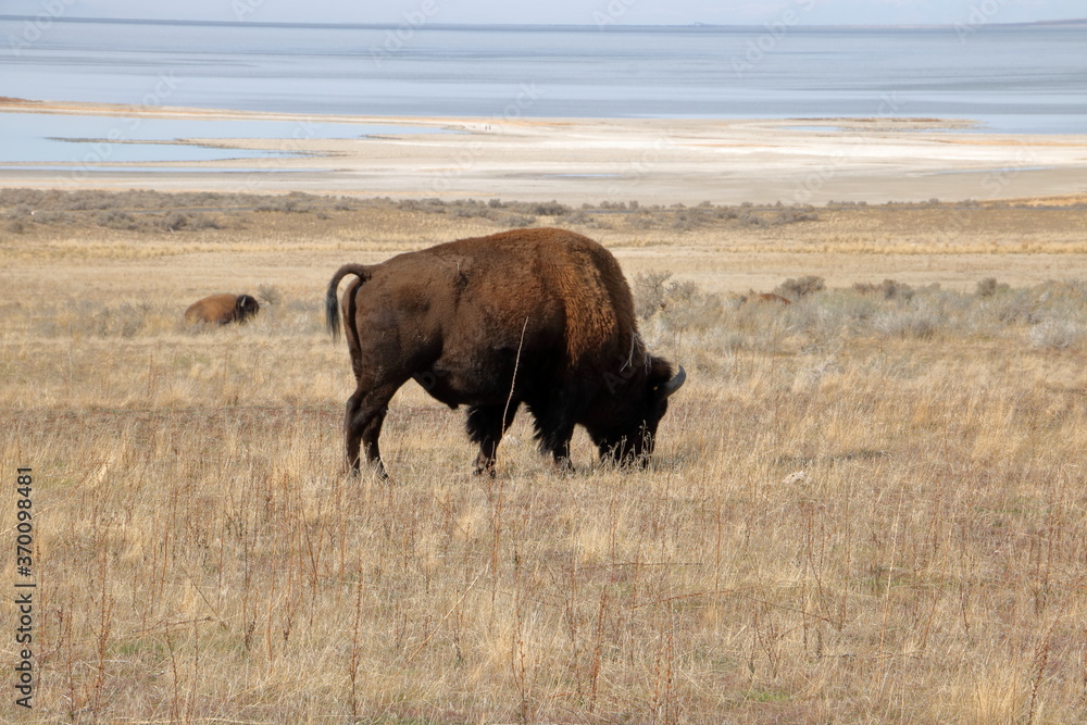 Bison graze at Antelope Island in the Fall, Utah Bison graze at Antelope Island in the Fall, Utah