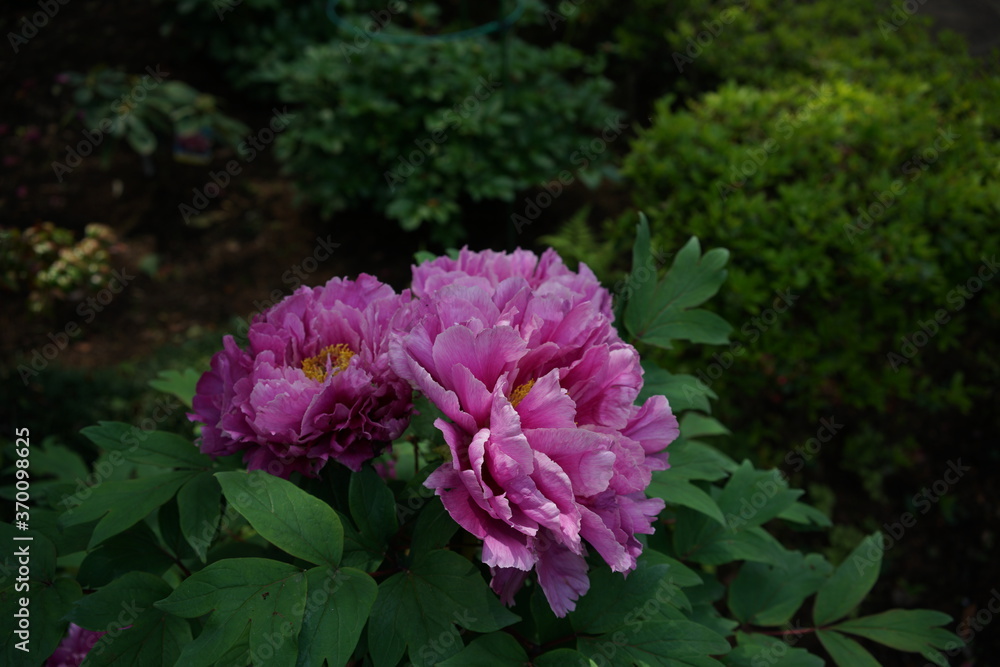 Light Pink Flower of Peony in Full Bloom
