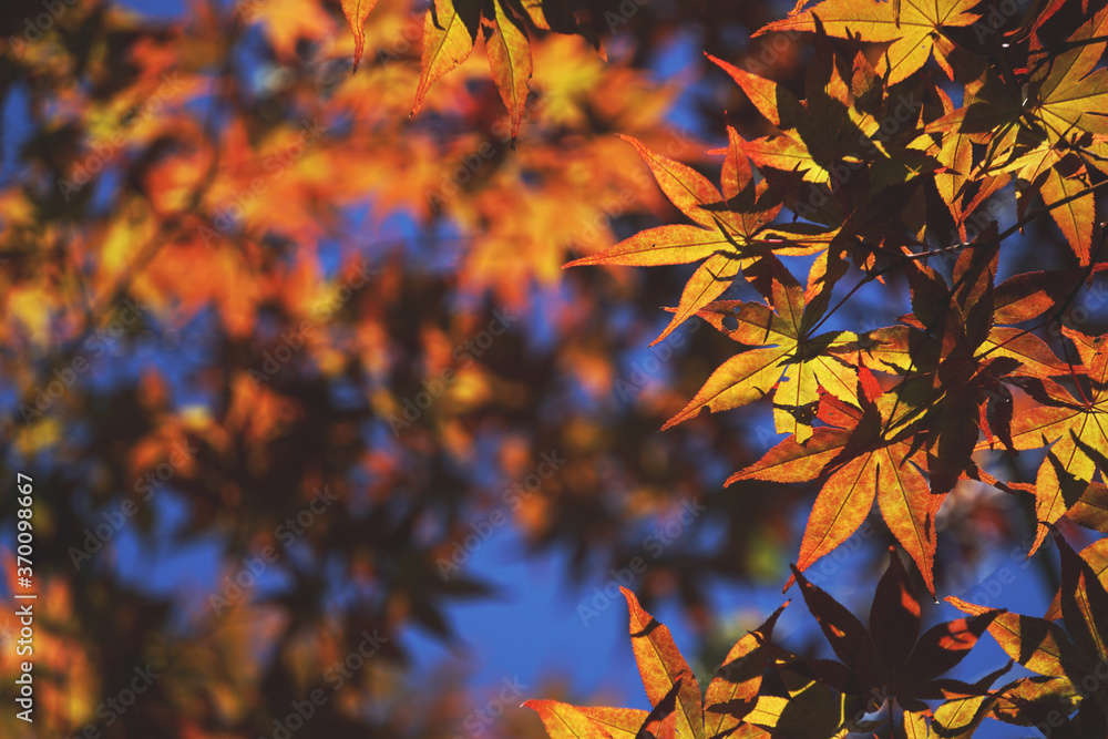Autumn leaves that have begun to change color, 色づき始めた紅葉の葉 Autumn leaves that have begun to change color, 色づき始めた紅葉の葉