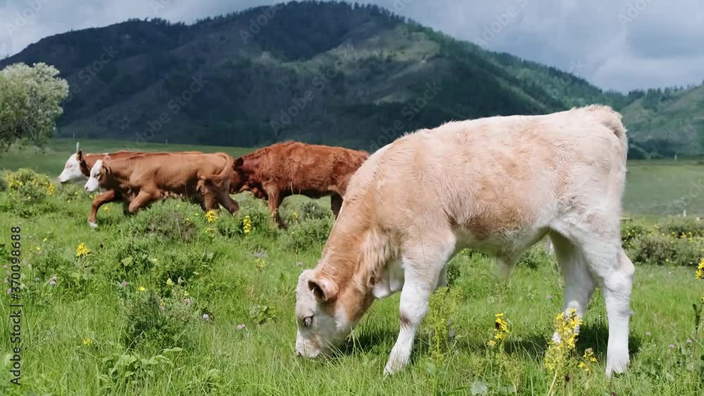 A herd of dairy cows and meat calves on the green grass. Cattle grazing. Livestock and agriculture. 4k A herd of dairy cows and meat calves on the green grass. Cattle grazing. Livestock and agriculture. 4k