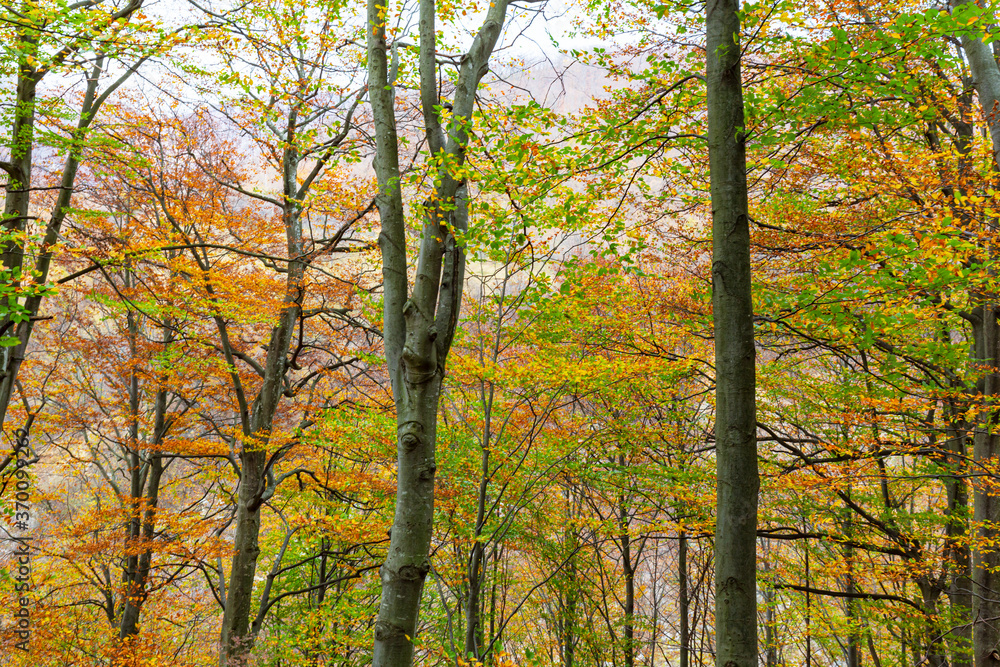 Fototapeta premium Beautiful autumn scenery and colorful foliage in the forest, in the Alps