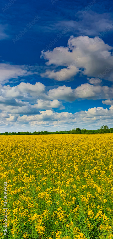 Canola fields in a remote rural area, on a bright spring day Canola fields in a remote rural area, on a bright spring day