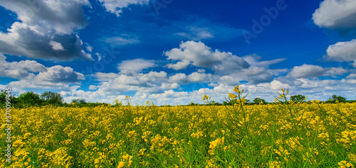Canola fields in a remote rural area, on a bright spring day