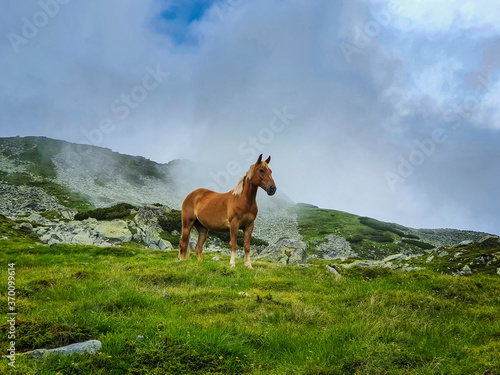 Beautiful, healthy, wild horse in the Transylvanian Alps in summer © Calin Tatu